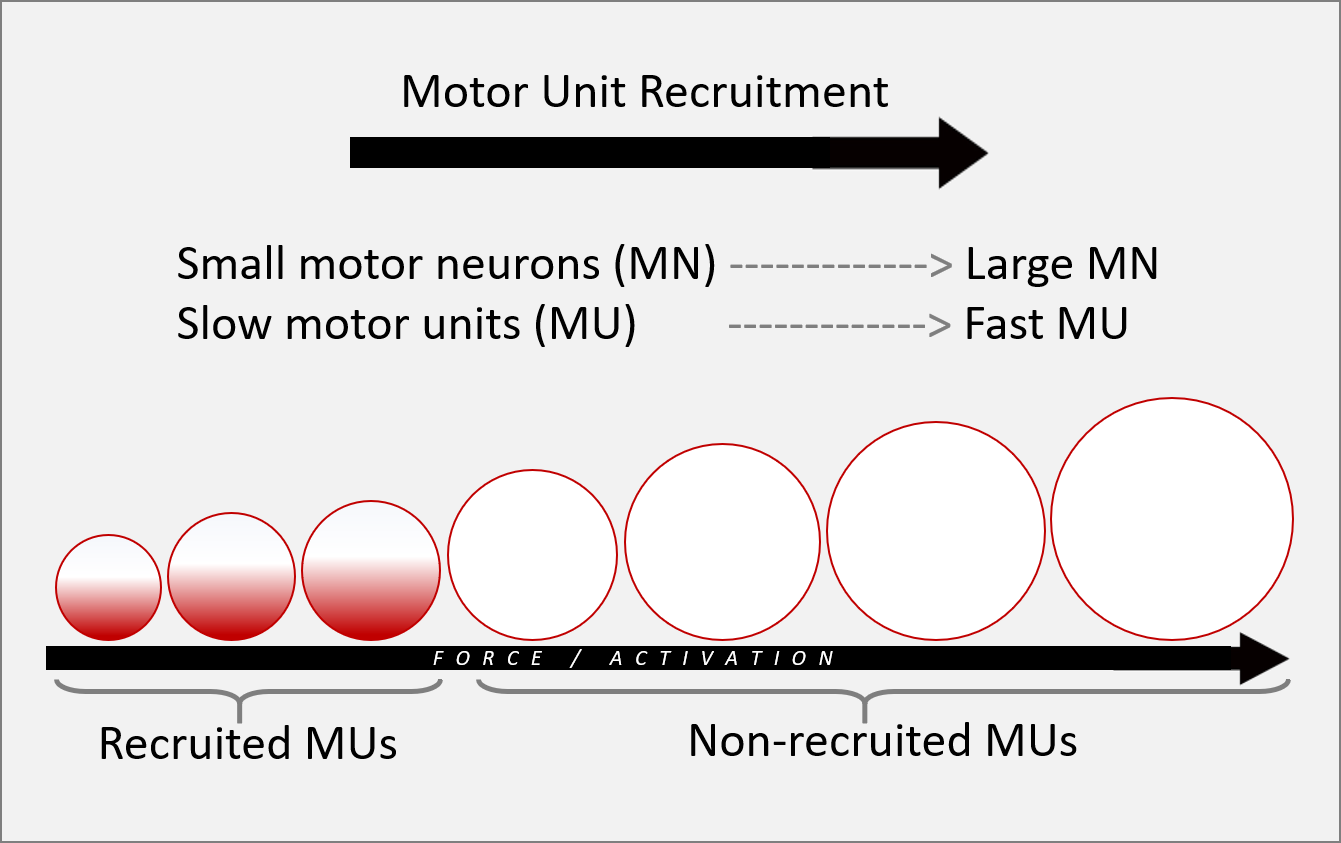 Motor Unit Recruitment Biofeedback In Rehabilitation MTrigger motor-unit-recruitment-biofeedback-in-rehabilitation-mtrigger